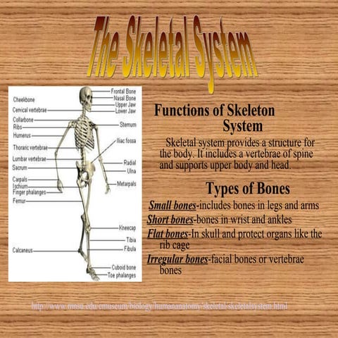 Skeletal And Muscle Ppt