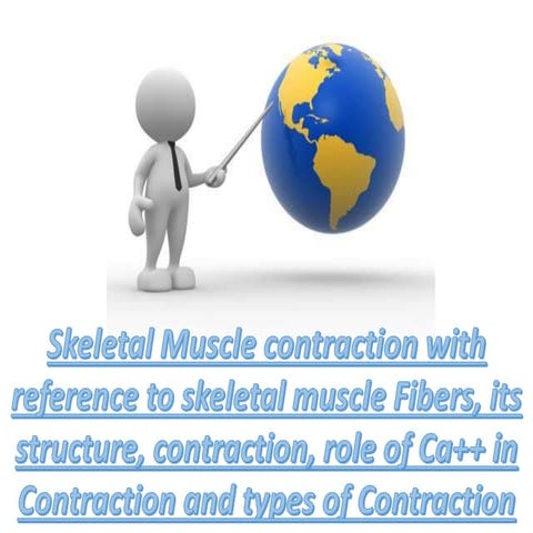 Skeletal muscle contraction