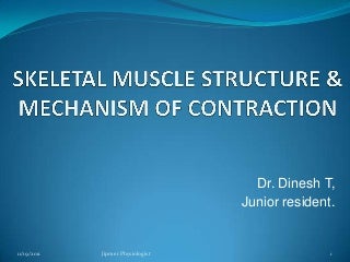 'skeletal muscle structure' on SlideShare