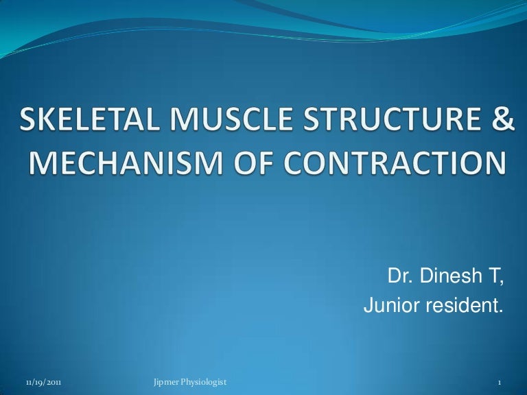 Skeletal muscle structure & function