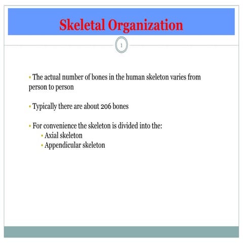 Skeletal organization