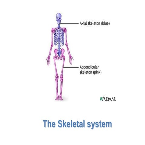 Skeletal+system | PPTX