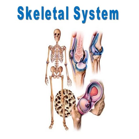 Skeletal system