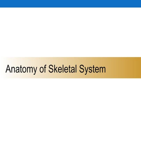 Skeletal system in a Brief