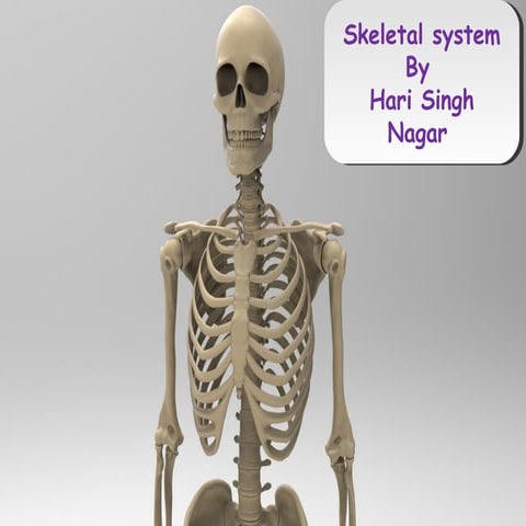 Skeletal system