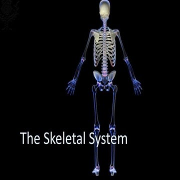 Skeletal system