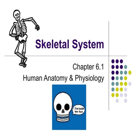 Skeletal System presentation for high school