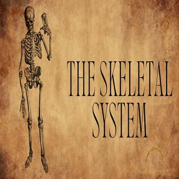 SKELETAL SYSTEM of general biology two g