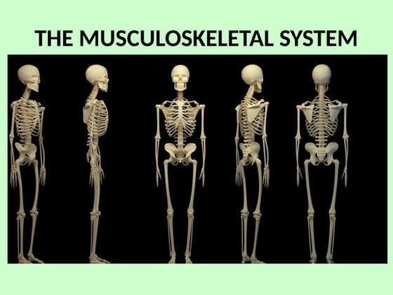 The musculoskeletal system Grade 6 | PPTX