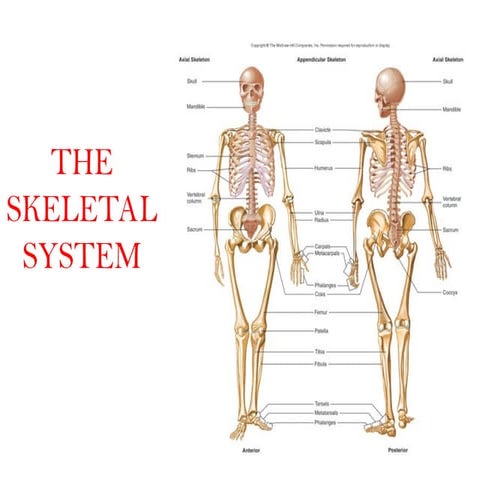 Skeletal system ppt.pptdrjjnvvvvvfvjfvjvfdvn | PPT