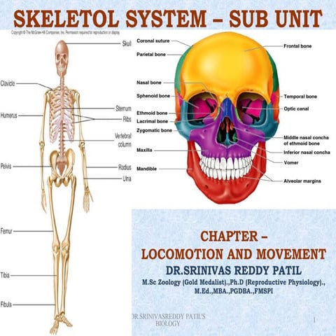 Skeletol system advanced