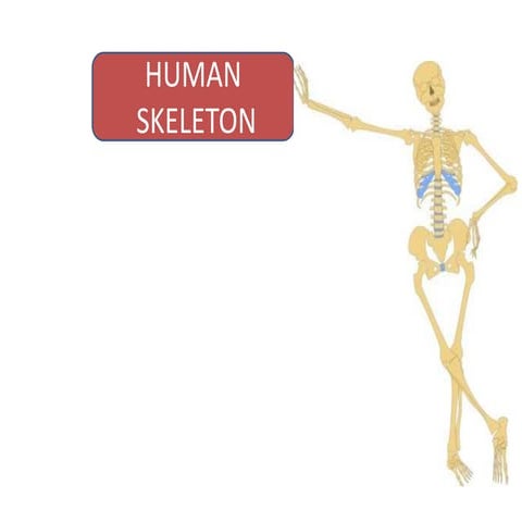 Skeleton