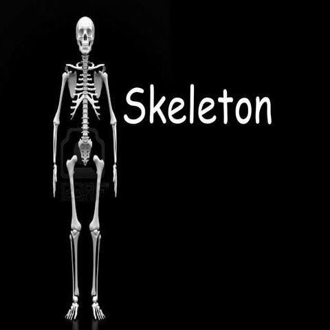 Skeleton