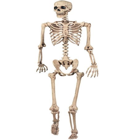 Skeleton