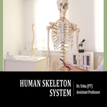 Human Skeleton System