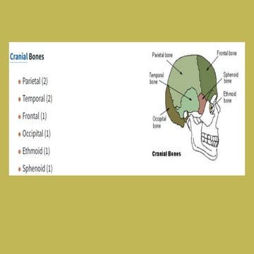 Skeltal system.pdf. Infographic presentation | PDF