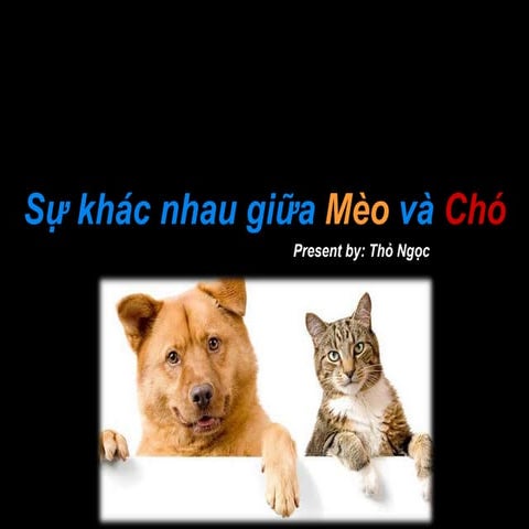 Sự khác nhau giữa Mèo và Chó | Su khac nhau giua Meo va Cho