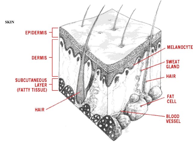 Skin(Integumentary System)