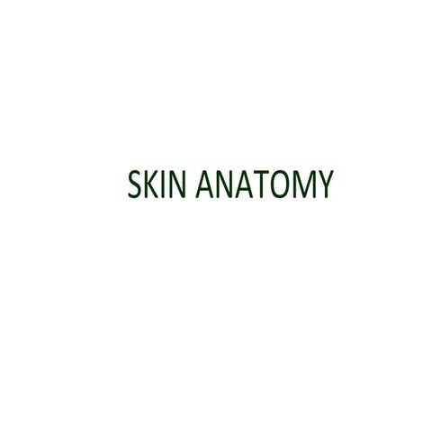 Skin anatomy