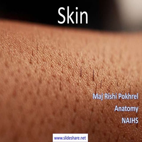 Skin