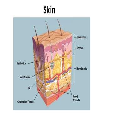 Skin anatomy | PPT