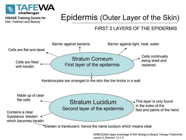 Skin Biol Week 2 Lesson