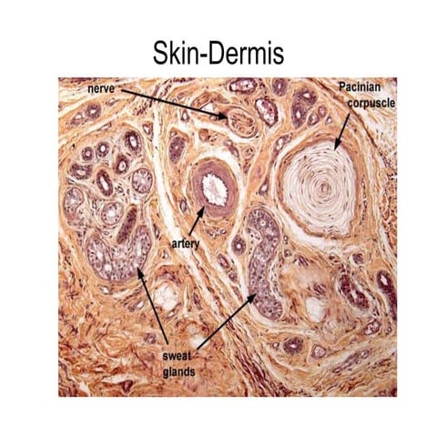 Skin dermis