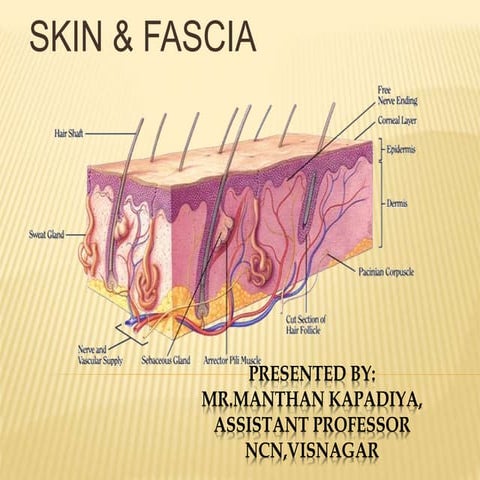 Skin anatomy and physiology 