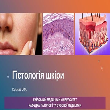 Histology of skin for medical students_UA | PDF