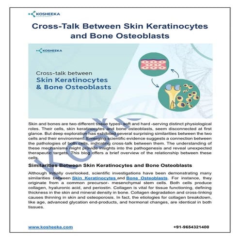Cross Talk Between Skin Keratinocytes and Bone Osteoblasts | PDF