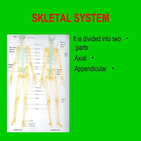 Skeletal System - Anatomy