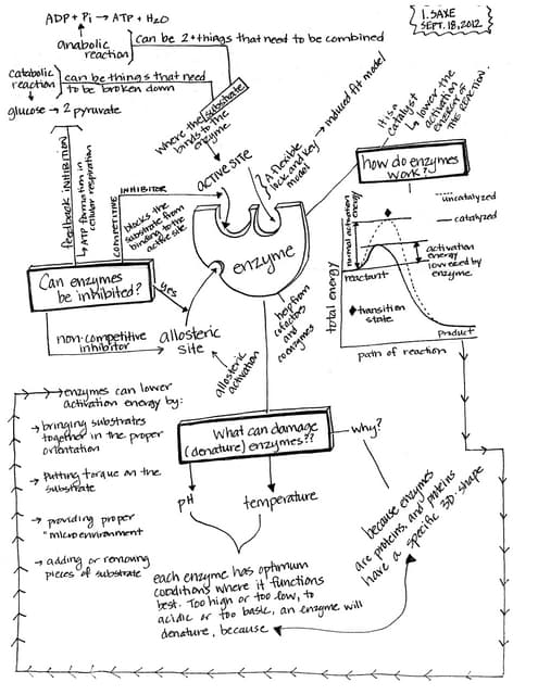 Cell Function Concept Map | PDF