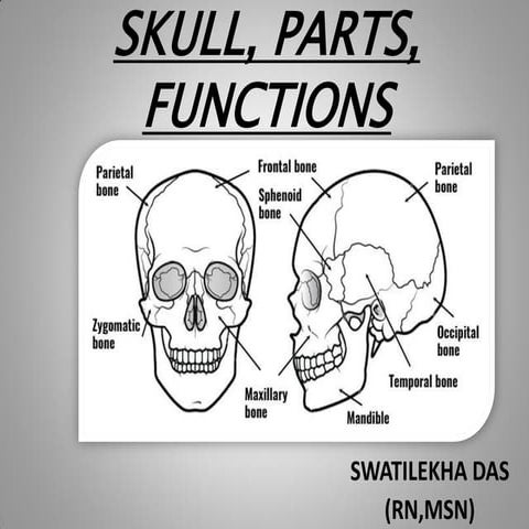 SKULL, PARTS, FUNCTIONS - Anatomy topic -  easy explanation