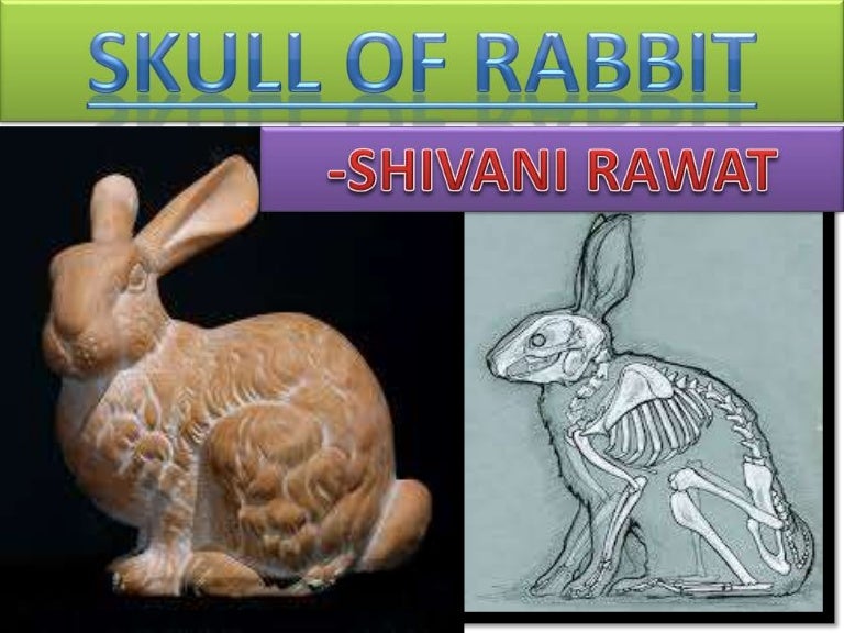 rabbit skull