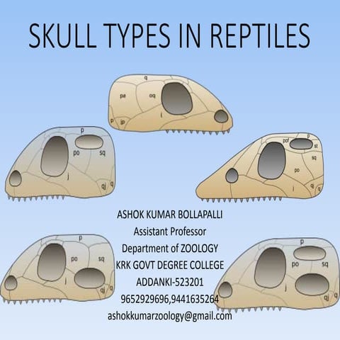 Skull typpes