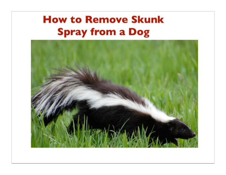 Skunk spray cleaned from a dog
