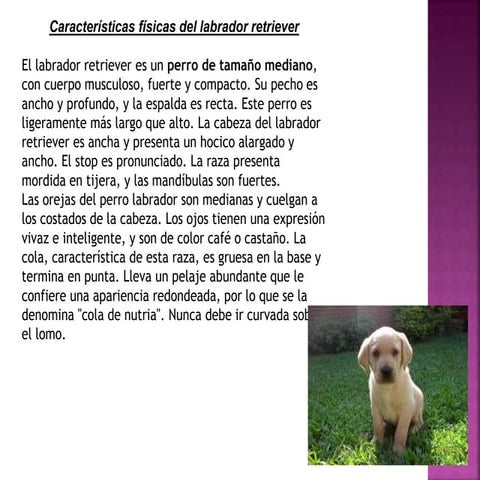 CACHORROS LABRADORES