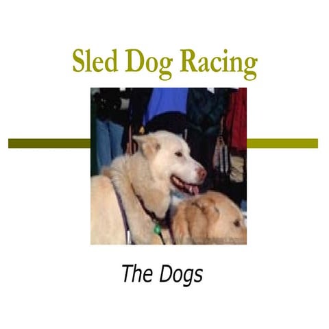 Sled Dog Racing Dogs