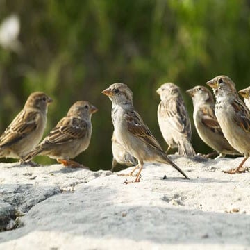 1970 elections in East & west Pakistan