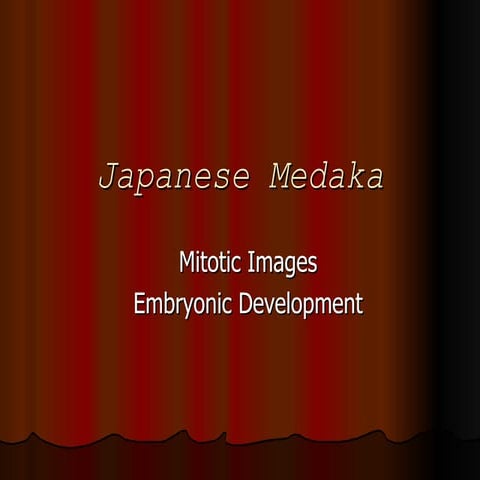 Slide Show Medaka1
