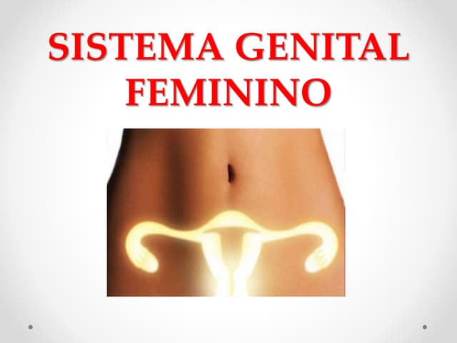 Slide   sistema genital feminino