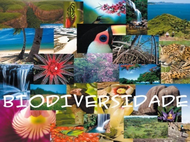 O Que Podera Acontecer Com A Biodiversidade No Futuro