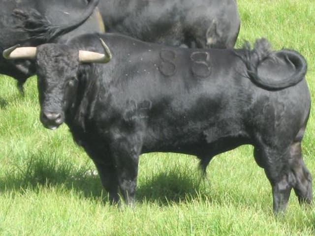 Fotos de los Toros de Monterrey par...