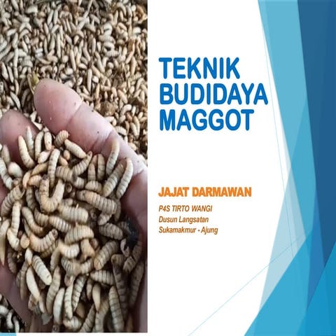 Budidaya Maggot Black Soldier Fly (BSF).pptx