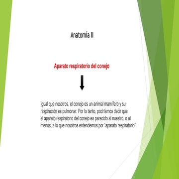 Sistema respiratorio de conejo