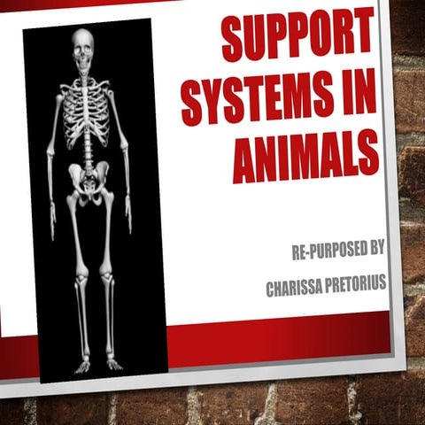 Support System in Animals