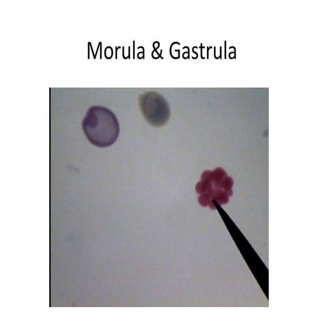 Slides And 2x2s Test 2