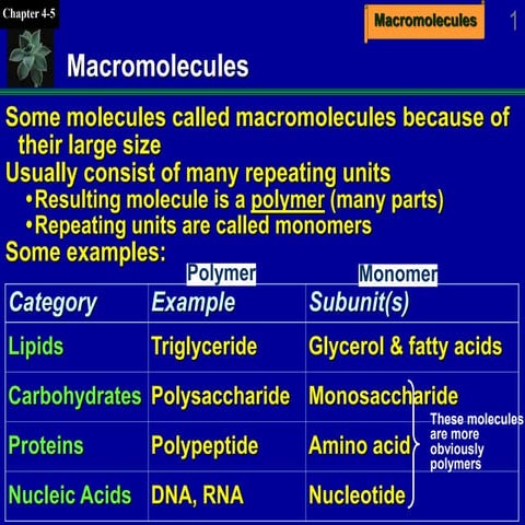 Chapter 05 Macromolecules