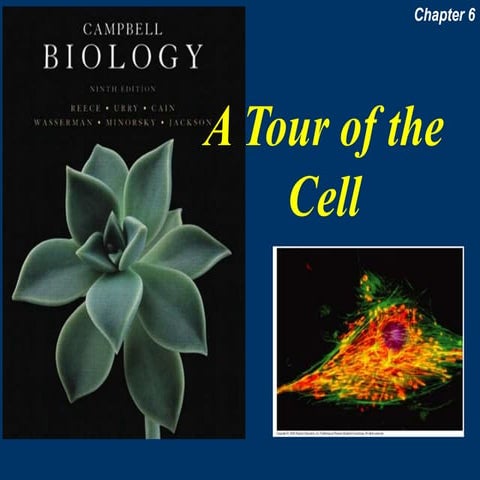 Chapter 06 A Tour of the Cell