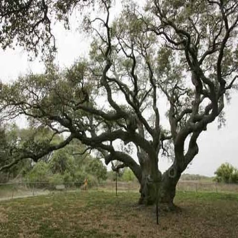 William Blake  A Poison Tree